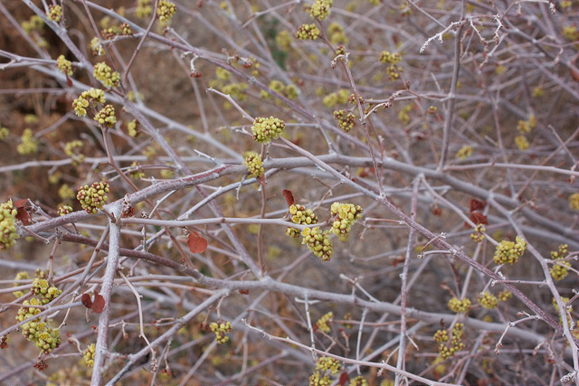 Rhus trilobata