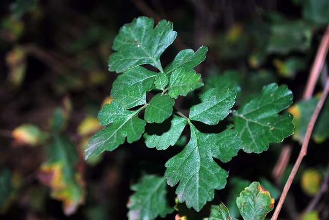 Rhus trilobata