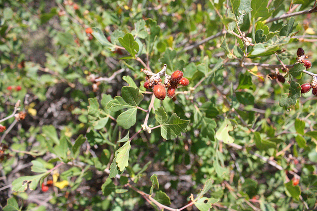 Rhus trilobata