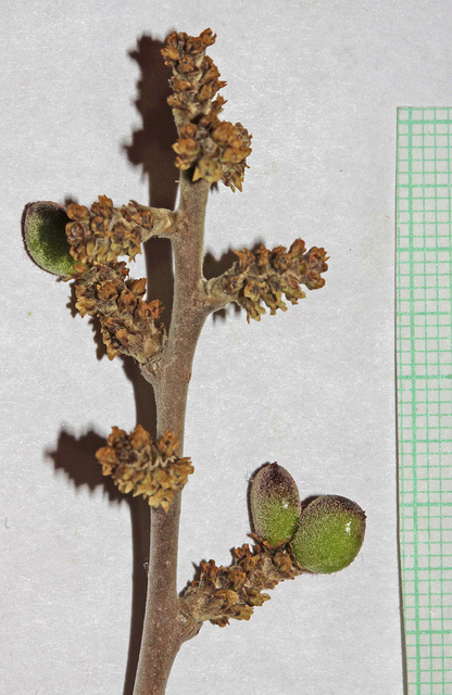 Rhus trilobata