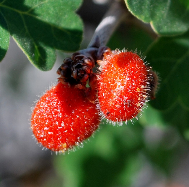 Rhus trilobata