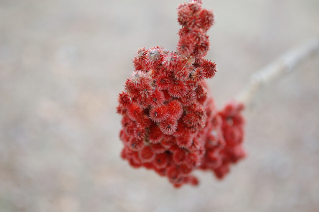 Sumac vinaigrier