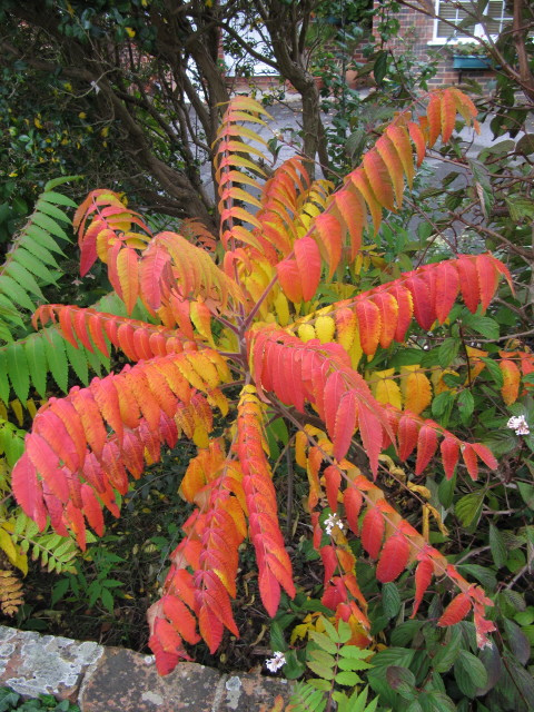 Sumac vinaigrier