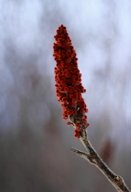 Sumac vinaigrier