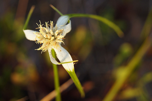 Danseuse étoile (Rhynchospora colorata)
