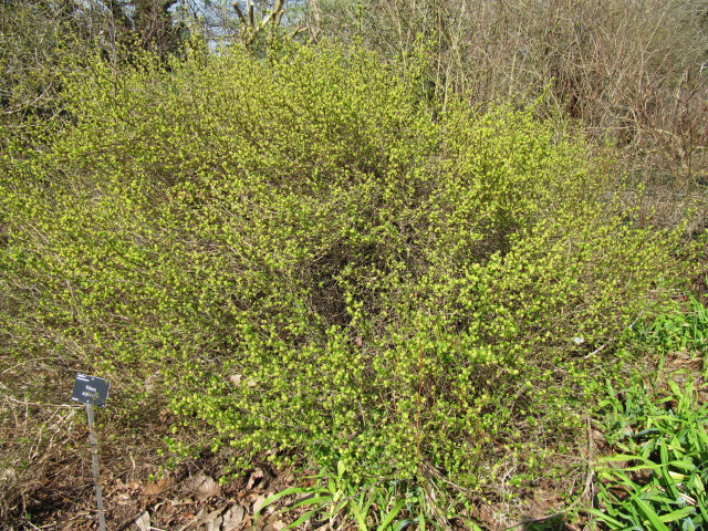 Groseillier des alpes (Ribes alpinum)