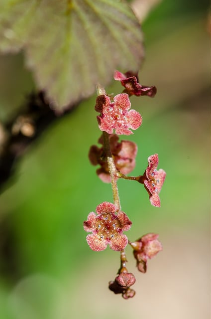 Ribes americanum