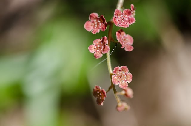 Ribes americanum
