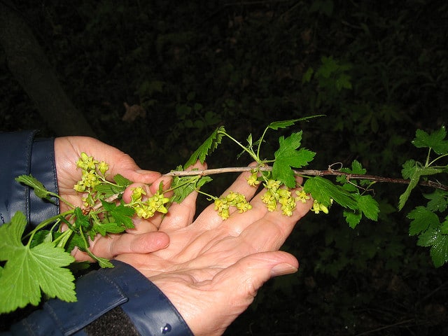 Ribes americanum