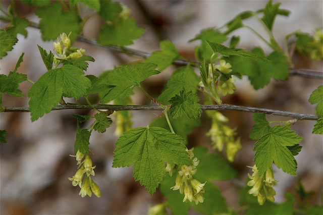 Ribes americanum