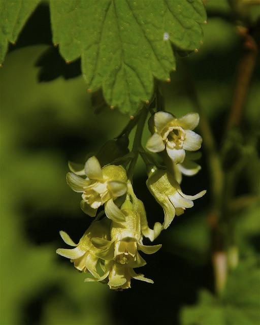Ribes americanum