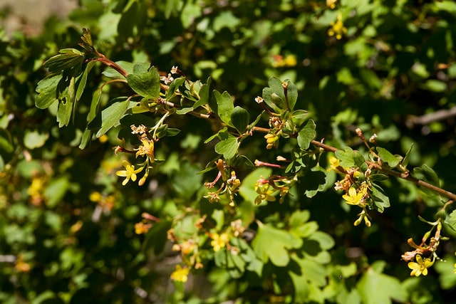Ribes aureum