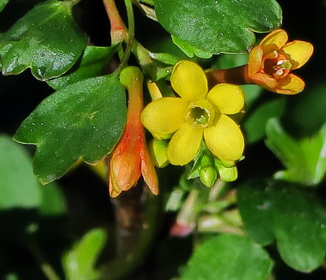 Ribes aureum
