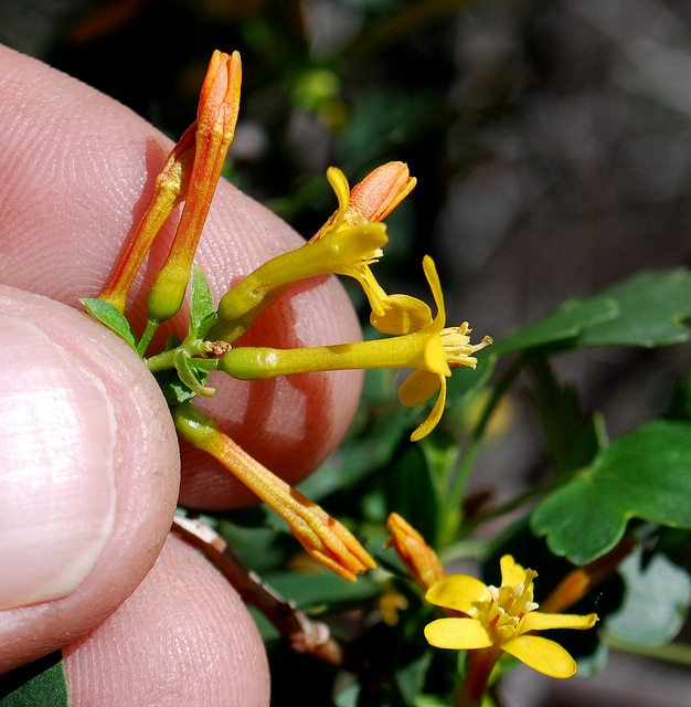 Ribes aureum