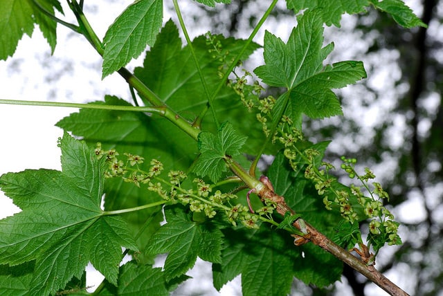 Ribes bracteosum