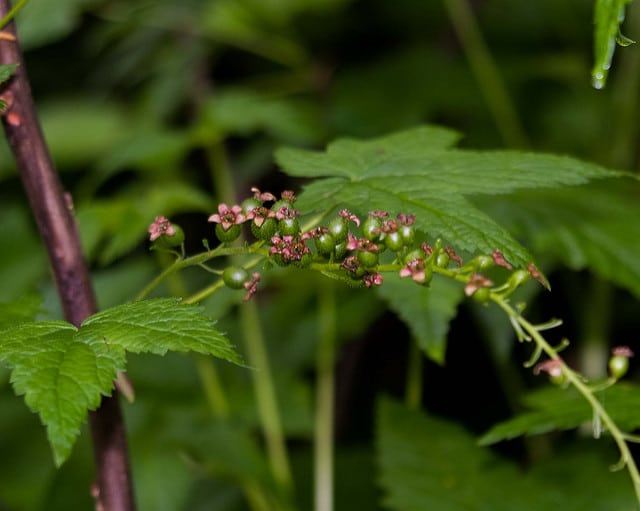 Ribes bracteosum