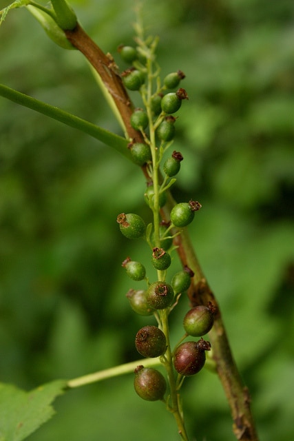 Ribes bracteosum