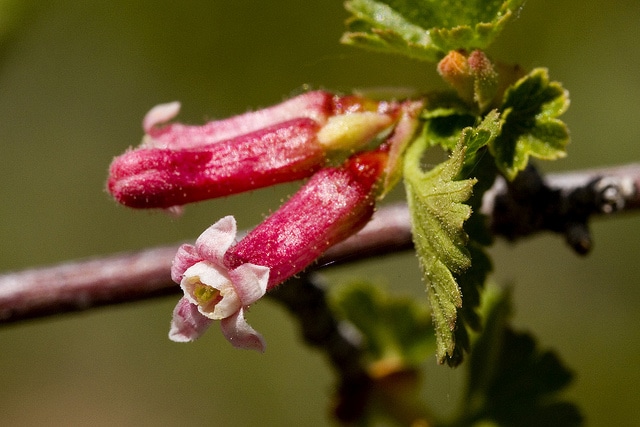 Ribes cereum