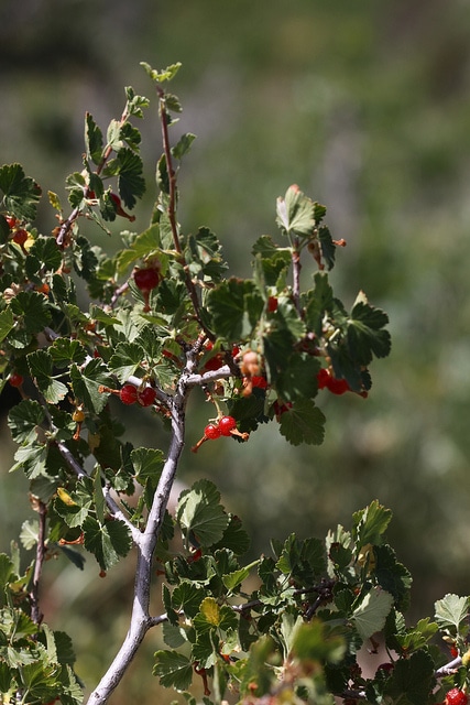 Ribes cereum