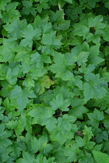 Ribes cynosbati