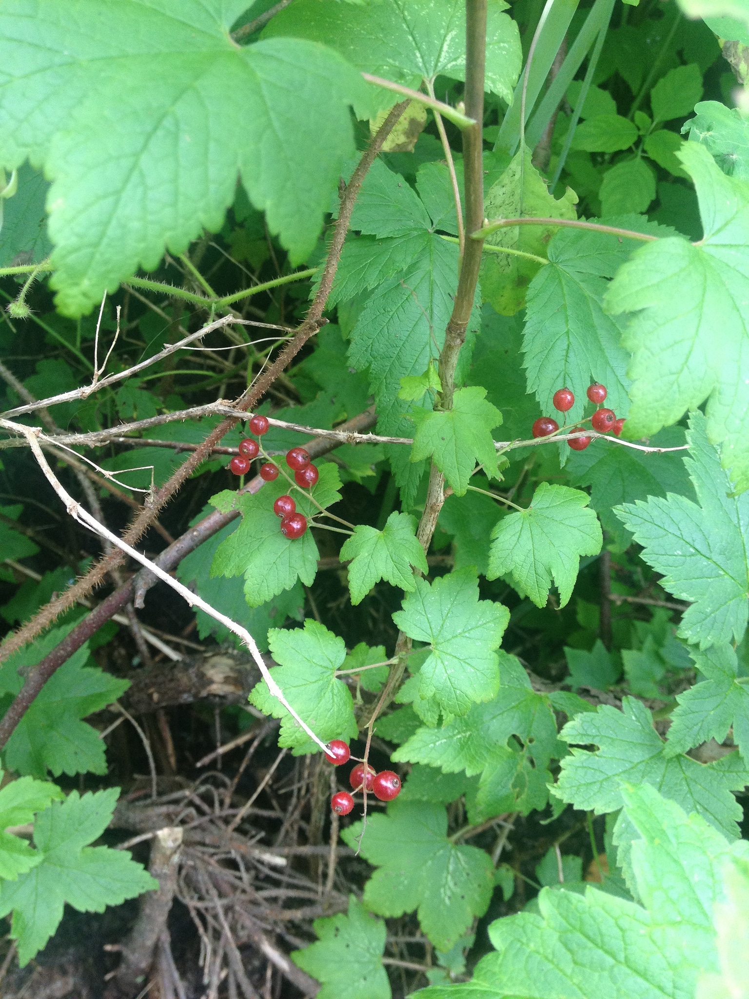 Ribes cynosbati