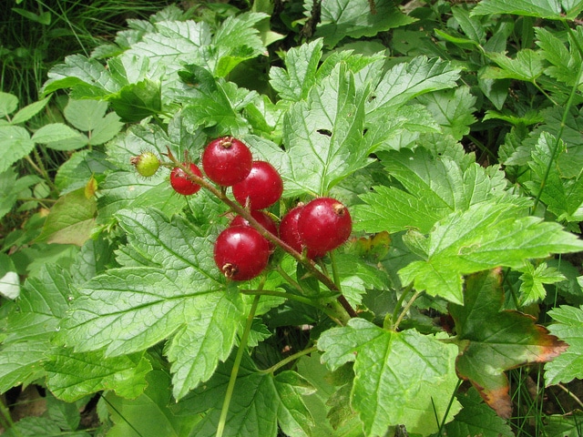 Ribes cynosbati