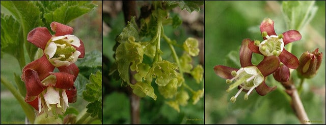 Ribes divaricatum