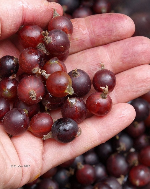 Ribes divaricatum