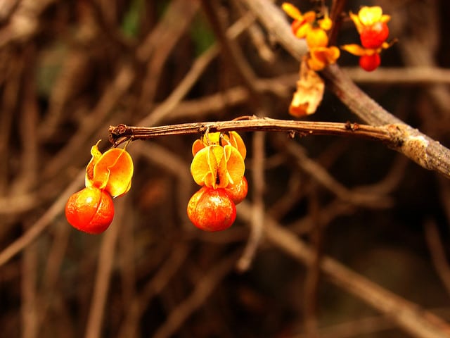 Ribes fasciculatum