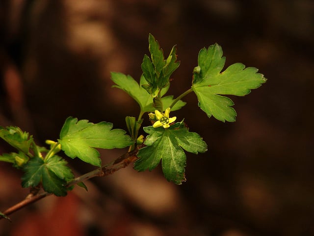 Ribes fasciculatum