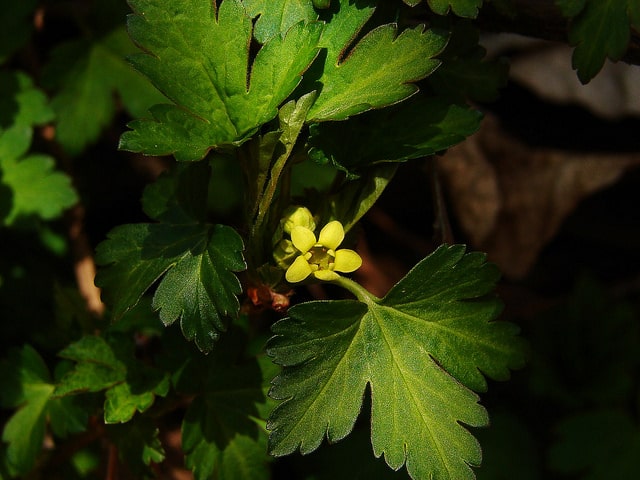 Ribes fasciculatum