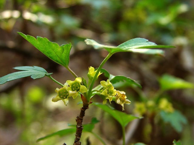 Ribes fasciculatum