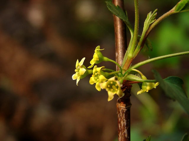 Ribes fasciculatum