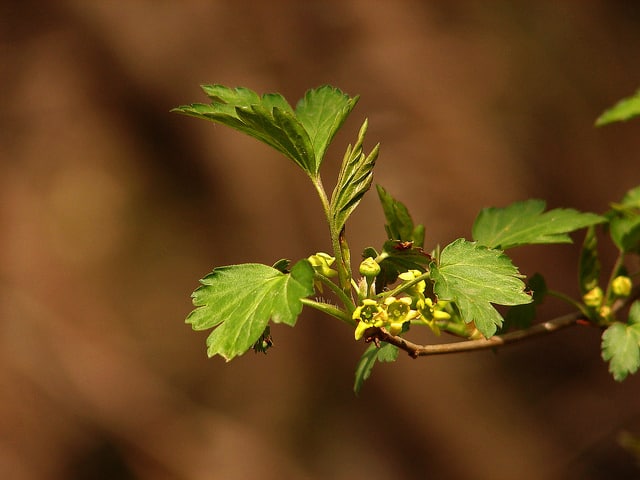 Ribes fasciculatum