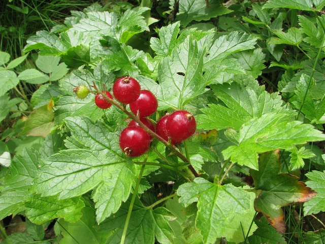 Ribes glandulosum