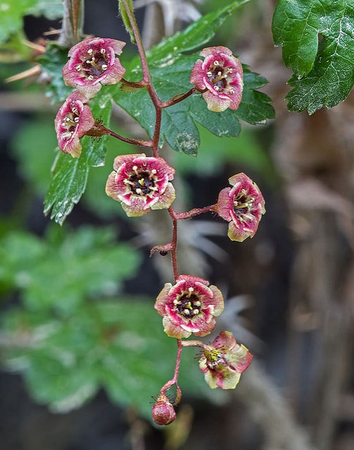 Ribes lacustre