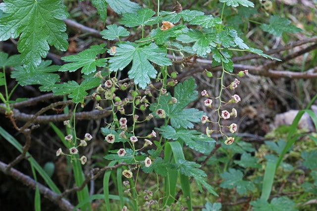 Ribes lacustre