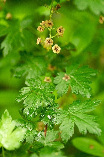 Ribes lacustre
