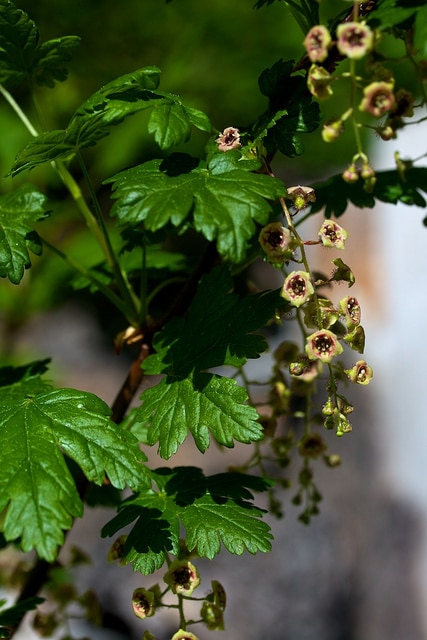 Ribes lacustre