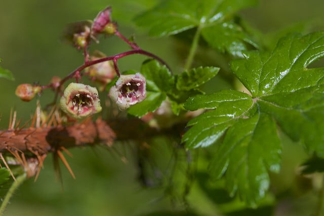 Ribes lacustre