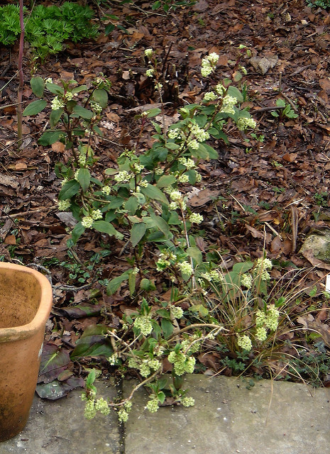 Groseillier à feuilles de laurier