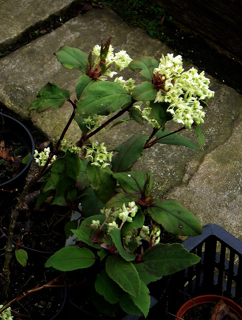 Groseillier à feuilles de laurier