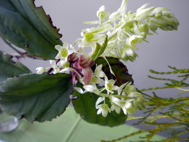Groseillier à feuilles de laurier