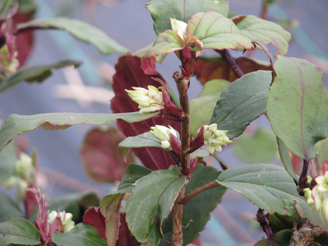 Groseillier à feuilles de laurier
