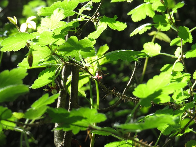 Ribes menziesii