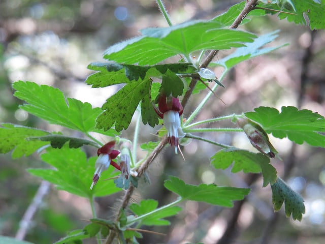 Ribes menziesii