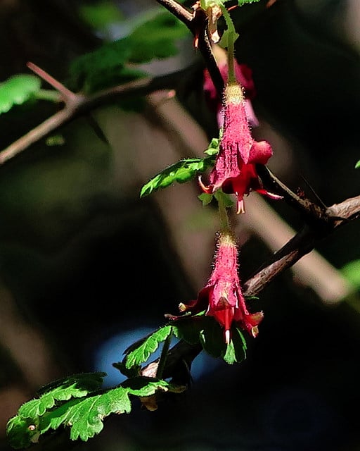 Ribes menziesii