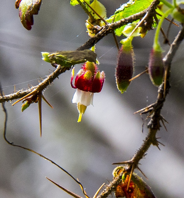 Ribes menziesii