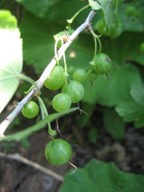 Ribes missouriense