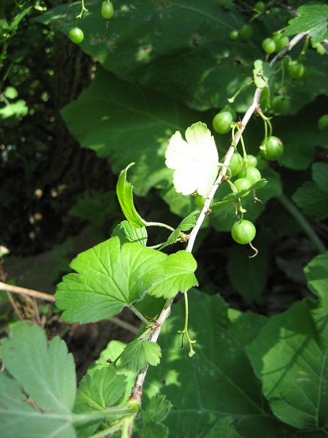 Ribes missouriense